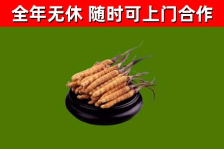 合肥回收冬虫夏草